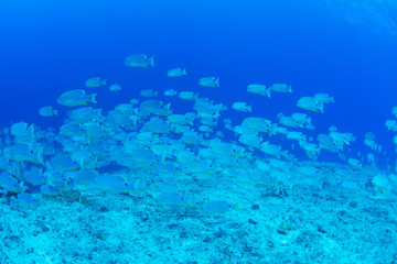 パラオ_ペリリュー_スキューバダイビング