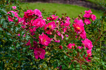 Fototapeta premium 東沢バラ公園