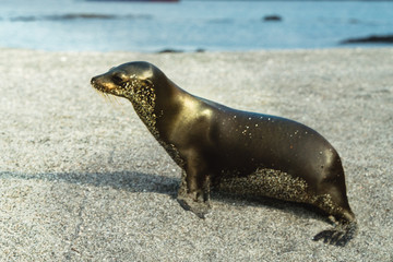 Sea lion seal in water. Animal in beach ocean. Natural wildlife shot in San Cristobal, Galapagos. Seals resting on rocks with ocean sea background. Wild animal in nature. Close up with copyspace.