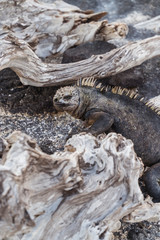 Galapagos Iguana lizard. Hundreds of wildlife. Group of of beautiful marine IGUANA reptiles crawling resting on rocks. Natural wildlife shot in Isabela, San Cristobal, Galapagos Islands. Wild animals