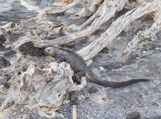 Galapagos Iguana lizard. Hundreds of wildlife. Group of of beautiful marine IGUANA reptiles crawling resting on rocks. Natural wildlife shot in Isabela, San Cristobal, Galapagos Islands. Wild animals