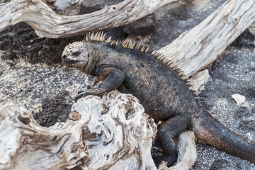 Galapagos Iguana lizard. Hundreds of wildlife. Group of of beautiful marine IGUANA reptiles crawling resting on rocks. Natural wildlife shot in Isabela, San Cristobal, Galapagos Islands. Wild animals