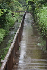 Streamside Walk-2(rain)