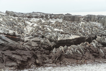Galapagos Iguana lizard. Hundreds of wildlife. Group of of beautiful marine IGUANA reptiles crawling resting on rocks. Natural wildlife shot in Isabela, San Cristobal, Galapagos Islands. Wild animals 