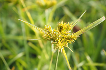  Colorful flowers and leaves background