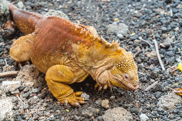 Yellow Land Iguana Lizard, Galapagos. Beautiful adult iguana reptile crawling. Natural wildlife shot in San Cristobal, Galapagos. Wild marine animal in nature. Green background, with rocks.
