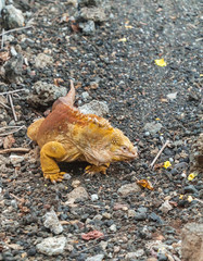 Yellow Land Iguana Lizard, Galapagos. Beautiful adult iguana reptile crawling. Natural wildlife shot in San Cristobal, Galapagos. Wild marine animal in nature. Green background, with rocks.