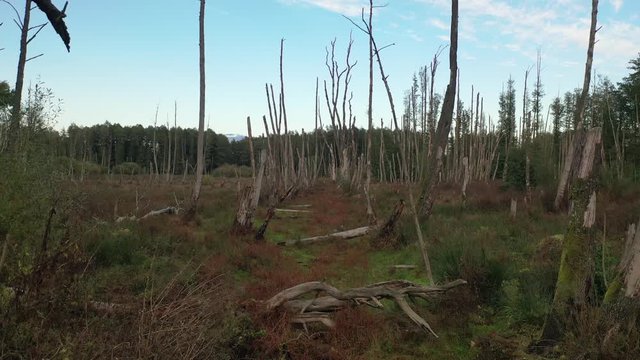 Toter Wald