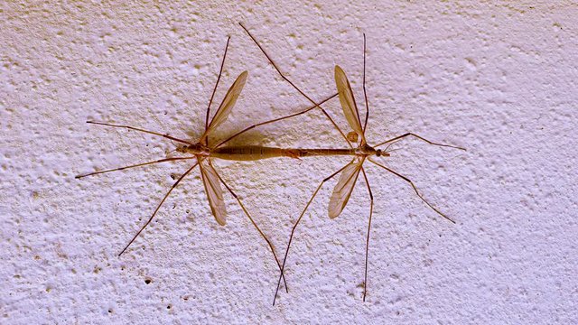 Two gnats copulating in a wall in the summer