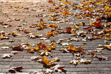 Yellow autumn maple leaves on the stone pavement. Autumn landscape in contra light.