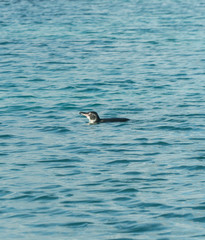 Galapagos Penguin in  sea. Beautiful black and white PENGUIN close up. Natural wildlife shot in San Cristobal, Galapagos. Penguin bird resting on rocks with ocean sea background. Wild animal