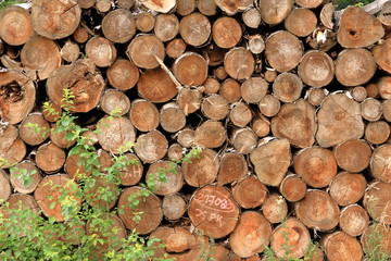 Stack of Wood wood stacked for drying in the woodpile on the green meadow