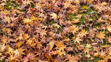 Maple leaves in the forest fall into the ground in autumn.
