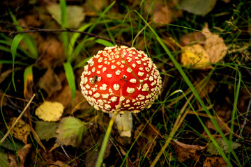 fly agaric, mushroom in a forest