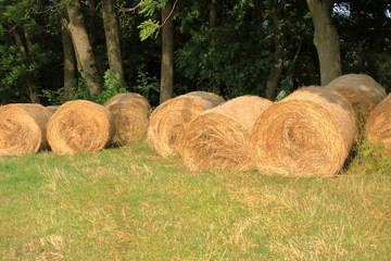 round straw bales lie on the field after the grain harvest