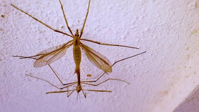Two gnats copulating in a wall in the summer
