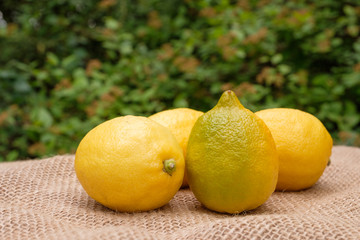 Vier frische Zitronen