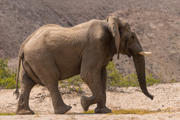 Desert elephant in the bed of the Hoanib River, Namibia