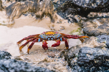 Colorful Crab Red Sally Fish close up. Natural wildlife shot in San Cristobal, Galapagos. Crabs resting on rocks with ocean sea background.  BeautifulWild animal in nature. Close up with copyspace.