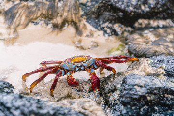 Colorful Crab Red Sally Fish close up. Natural wildlife shot in San Cristobal, Galapagos. Crabs resting on rocks with ocean sea background.  BeautifulWild animal in nature. Close up with copyspace.