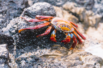 Colorful Crab Red Sally Fish close up. Natural wildlife shot in San Cristobal, Galapagos. Crabs...