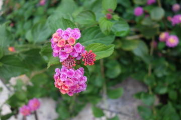 雨に濡れたランタナの花
