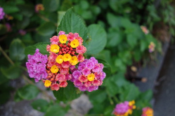 雨に濡れたランタナの花