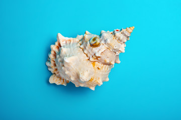 Obraz na płótnie Canvas top view conch shell on a blue background