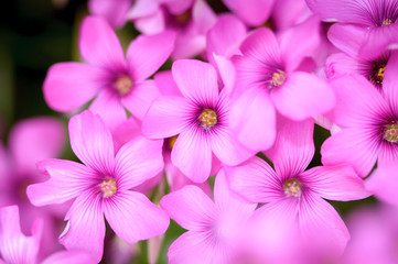 beautiful pink garden flowers with blurred background