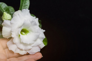 Female hand holds white flower adenium or desert rose on a black background. Concept for greeting card. Close up. Copy space.