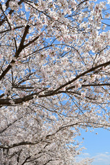 Cherry blossom in spring season