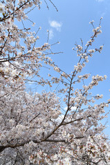 Cherry blossom in spring season