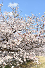 Cherry blossom in spring season