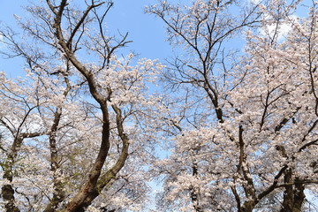 Cherry blossom in spring season