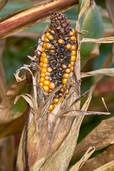 dry corn cobs before harvesting