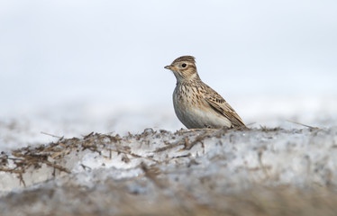 The Skylark sits alone in the snow in spring