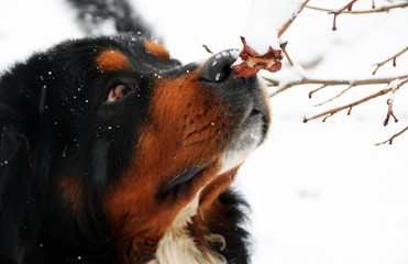 Bernese Mountain Dog. a dog sniffing a branch of a snowy tree