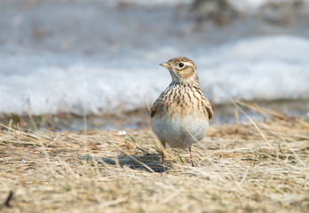 Skylark in the spring stands on last year's dry grass