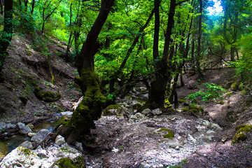 Fototapeta premium tree in forest