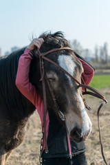 Harnessing a horse. Putting a horse on a horse face.