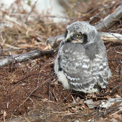 northern hawk owl chick in early June