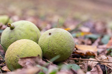 Autumn plot in the park: three fruits of the tree Black walnut (