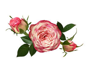 Pink rose flower, buds and green leaves in a floral arrangement