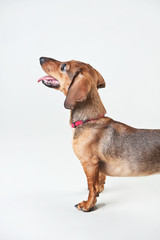 Portrait of a red young dachshund on a white background