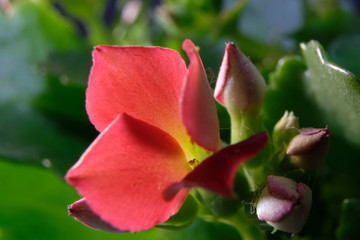 Fototapeta na wymiar red kalanchoe flower macro