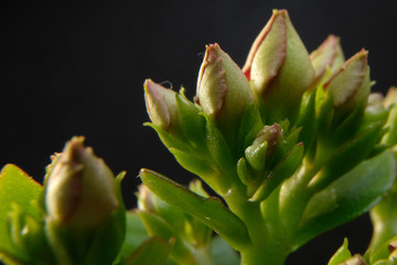 bud of  kalanchoe flower