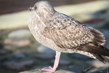 Möwe in der Seehundstation