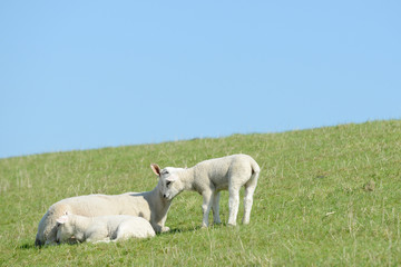 Naklejka na ściany i meble white ewe and cute sheep Lamb on Meadow