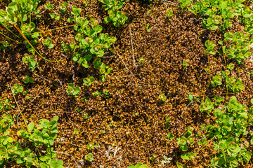 Lichen Iceland moss (Cetraria islandica) in the wild. Brown form of coloring occurs in very sunny places.