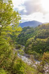 Fototapeta na wymiar Landscape of Forest with mountain and stream in Japan